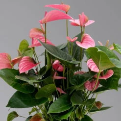 Gartenprodukte 7 Gartenprodukte -Gartenprodukte 0210650450 Anthurium andrPink Champion T21 H65 4 126765