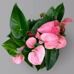 Flamingoblume 'Pink Champion', Pink, Topf-Ø 21 Cm, Höhe Ca. 65 Cm -Gartenprodukte 0210650450 Anthurium andrPink Champion T21 H65 5 126764