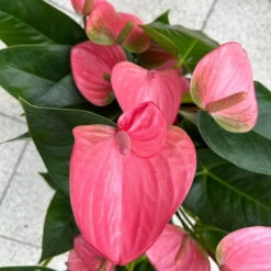 Flamingoblume 'Pink Champion', Pink, Topf-Ø 21 Cm, Höhe Ca. 65 Cm -Gartenprodukte 0210650450 Anthurium andrPink Champion T21 H65 6 126746