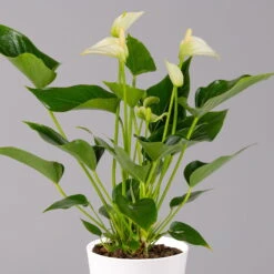 Flamingoblumen Mix Inkl. Übertopf Dallas Weiß, Topf-Ø 12 Cm, 2er-Set -Gartenprodukte 0210650545 Anthurium weiss inkl Dallas weiss 2 114762