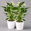 Flamingoblumen Mix Inkl. Übertopf Dallas Weiß, Topf-Ø 12 Cm, 2er-Set -Gartenprodukte 0210650546 Anthurium weiss inkl Dallas weiss 2er Set 114764