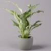 Einblatt 'Diamond', Topf-Ø 12 Cm, Höhe Ca. 40 Cm -Gartenprodukte 0210660089 Spathiphyllum Diamond 12cm 1 115546