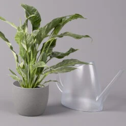 Einblatt 'Diamond', Topf-Ø 12 Cm, Höhe Ca. 40 Cm -Gartenprodukte 0210660089 Spathiphyllum Diamond 12cm 2 115548