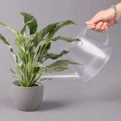 Einblatt 'Diamond', Topf-Ø 12 Cm, Höhe Ca. 40 Cm -Gartenprodukte 0210660089 Spathiphyllum Diamond 12cm 3 115549