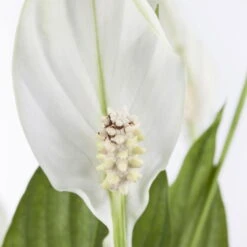 Einblatt 'Bellini' In Übertopf Vibes Rosa, Topf-Ø 13 Cm, Höhe Ca. 30 Cm 9 Einblatt 'Bellini' In Übertopf Vibes Rosa, Topf-Ø 13 Cm, Höhe Ca. 30 Cm -Gartenprodukte 0210660098 0210660099 0210660100 0210660101 Spathiphyllum Bellini 1 124913