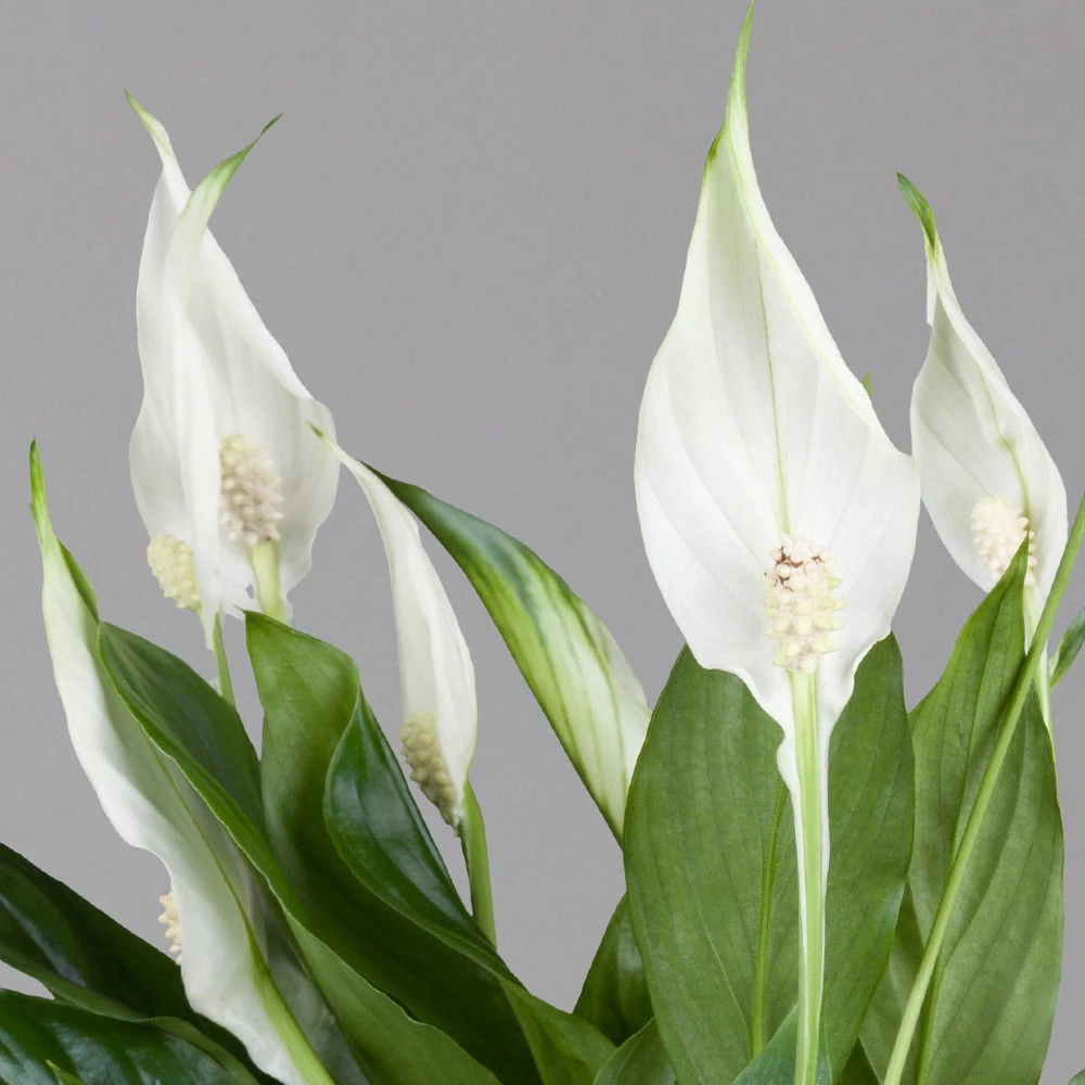 Einblatt 'Bellini' In Übertopf Vibes Rosa, Topf-Ø 13 Cm, Höhe Ca. 30 Cm 3 Einblatt 'Bellini' In Übertopf Vibes Rosa, Topf-Ø 13 Cm, Höhe Ca. 30 Cm