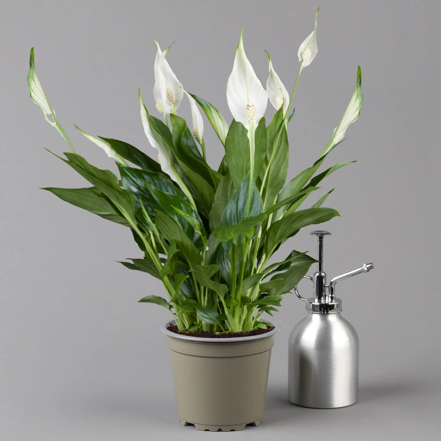 Einblatt 'Bellini' In Übertopf Vibes Rosa, Topf-Ø 13 Cm, Höhe Ca. 30 Cm 4 Einblatt 'Bellini' In Übertopf Vibes Rosa, Topf-Ø 13 Cm, Höhe Ca. 30 Cm – Bild 2