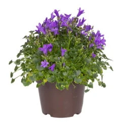 Glockenblume 'Get Mee'®, Blau, Topf-Ø 10,5 Cm, Höhe Ca. 15 Cm, 6er-Set -Gartenprodukte 0210800017 Campanula Get Mee blau 10 5cm Topf 2
