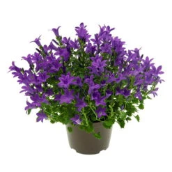 Glockenblume 'Get Mee'®, Blau, Topf-Ø 10,5 Cm, Höhe Ca. 15 Cm, 6er-Set -Gartenprodukte 0210800017 Campanula Get mee blau 10 5cm1
