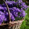 Glockenblume 'Get Mee'®, Blau, Topf-Ø 10,5 Cm, Höhe Ca. 15 Cm, 6er-Set -Gartenprodukte 0210800017 Campanula Get mee blau 10 5cm4