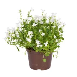 Glockenblume 'Get Mee'®, Weiß, Topf-Ø 10,5 Cm, Höhe Ca. 15 Cm, 6er-Set -Gartenprodukte 0210800088 Campanula Get Mee weiss 10 5cm Topf 2