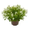 Glockenblume 'Get Mee'®, Weiß, Topf-Ø 10,5 Cm, Höhe Ca. 15 Cm, 6er-Set -Gartenprodukte 0210800088 Campanula Get Mee weiss 10 5cm