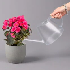 Elatior-Begonie, Topf-Ø 14 Cm, Verschiedene Farben, Höhe Ca. 20-27 Cm, 4er-Set -Gartenprodukte 0210900302 Begonia Elatior Farbe nach Verfuegbarkeit 10