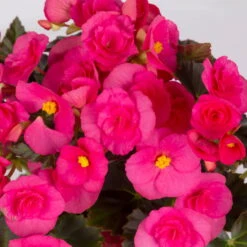 Elatior-Begonie, Topf-Ø 14 Cm, Verschiedene Farben, Höhe Ca. 20-27 Cm, 4er-Set -Gartenprodukte 0210900302 Begonia Elatior Farbe nach Verfuegbarkeit 11