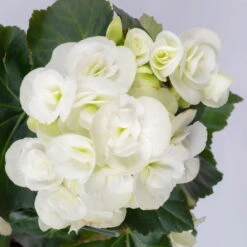 Elatior-Begonie, Topf-Ø 14 Cm, Verschiedene Farben, Höhe Ca. 20-27 Cm, 4er-Set -Gartenprodukte 0210900302 Begonia Elatior Farbe nach Verfuegbarkeit 2