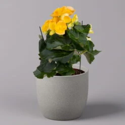 Elatior-Begonie, Topf-Ø 14 Cm, Verschiedene Farben, Höhe Ca. 20-27 Cm, 4er-Set -Gartenprodukte 0210900302 Begonia Elatior Farbe nach Verfuegbarkeit 3