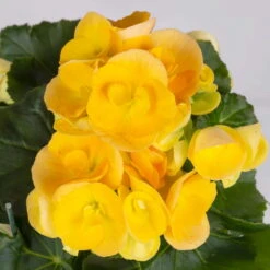 Elatior-Begonie, Topf-Ø 14 Cm, Verschiedene Farben, Höhe Ca. 20-27 Cm, 4er-Set -Gartenprodukte 0210900302 Begonia Elatior Farbe nach Verfuegbarkeit 4