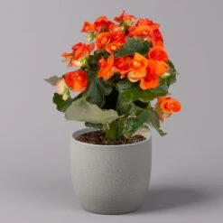 Elatior-Begonie, Topf-Ø 14 Cm, Verschiedene Farben, Höhe Ca. 20-27 Cm, 4er-Set -Gartenprodukte 0210900302 Begonia Elatior Farbe nach Verfuegbarkeit 5