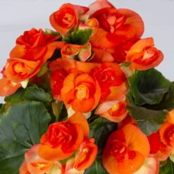 Elatior-Begonie, Topf-Ø 14 Cm, Verschiedene Farben, Höhe Ca. 20-27 Cm, 4er-Set -Gartenprodukte 0210900302 Begonia Elatior Farbe nach Verfuegbarkeit 6