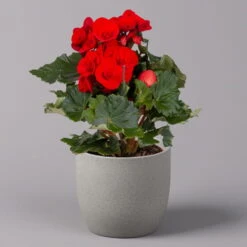 Elatior-Begonie, Topf-Ø 14 Cm, Verschiedene Farben, Höhe Ca. 20-27 Cm, 4er-Set -Gartenprodukte 0210900302 Begonia Elatior Farbe nach Verfuegbarkeit 7