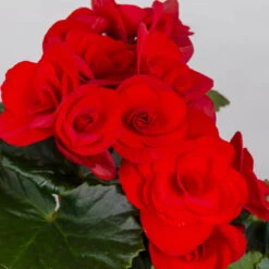 Elatior-Begonie, Topf-Ø 14 Cm, Verschiedene Farben, Höhe Ca. 20-27 Cm, 4er-Set -Gartenprodukte 0210900302 Begonia Elatior Farbe nach Verfuegbarkeit 8