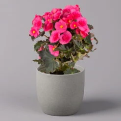 Elatior-Begonie, Topf-Ø 14 Cm, Verschiedene Farben, Höhe Ca. 20-27 Cm, 4er-Set -Gartenprodukte 0210900302 Begonia Elatior Farbe nach Verfuegbarkeit 9