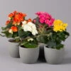 Elatior-Begonie, Topf-Ø 14 Cm, Verschiedene Farben, Höhe Ca. 20-27 Cm, 4er-Set -Gartenprodukte 0210900302 Begonia Elatior Farbe nach Verfuegbarkeit2