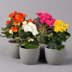 Elatior-Begonie, Topf-Ø 14 Cm, Verschiedene Farben, Höhe Ca. 20-27 Cm, 4er-Set