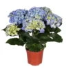 Hortensie, Blau, Topf-Ø 13/14 Cm, 4-6 Dolden, Höhe Ca. 35 Cm -Gartenprodukte 0211200058 Hydrangea macro blau 4 6 Dolden 1