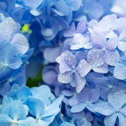 Hortensie, Blau, Topf-Ø 13/14 Cm, 4-6 Dolden, Höhe Ca. 35 Cm -Gartenprodukte 0211200058 Hydrangea macro blau 4 6 Dolden 13 14cm T H35cm1