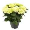Hortensie, Busch, Weiß, Topf-Ø 23 Cm, Höhe Ca. 50 Cm 1 Hortensie, Busch, Weiß, Topf-Ø 23 Cm, Höhe Ca. 50 Cm -Gartenprodukte 0211300091 Hydrangea macr Ballen weiss KB 1