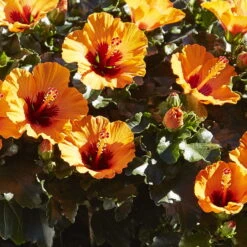 Hibiskus, Graff® 'Petit Orange', Mit Keramiktopf Dallas Anthrazit, Topf-Ø 13 Cm -Gartenprodukte 0213100211 0213100212 0213100213 0213100227 0213100228 Hibiscus Petit Orange