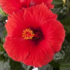 Hibiskus, Rot, Mit Keramiktopf Dallas Weiß, Topf-Ø 13 Cm, 2er-Set 14 Hibiskus, Rot, Mit Keramiktopf Dallas Weiß, Topf-Ø 13 Cm, 2er-Set -Gartenprodukte 0213100214 0213100215 0213100216 0213100229 0213100230 Hibiscus rot 1