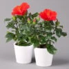 Hibiskus, Rot, Mit Keramiktopf Dallas Weiß, Topf-Ø 13 Cm, 2er-Set -Gartenprodukte 0213100215 Hibiscus rot mit Topf Dallas weiss 2er Set
