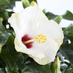 Hibiskus, Weiß, Mit Keramiktopf Dallas Weiß, Topf-Ø 13 Cm, 2er-Set -Gartenprodukte 0213100220 0213100221 0213100222 0213100233 0213100234 Hibiscus weiss 1