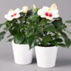 Hibiskus, Weiß, Mit Keramiktopf Dallas Weiß, Topf-Ø 13 Cm, 2er-Set -Gartenprodukte 0213100221 Hibiscus weiss mit Topf Dallas weiss 2er Set