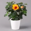 Hibiskus, Graff® 'Petit Orange', Mit Keramiktopf Dallas Weiß, Topf-Ø 13 Cm -Gartenprodukte 0213100227 Hibiscus Petit Orange mit Topf Dallas weiss 1