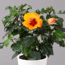 Neue Produkte -Gartenprodukte 0213100227 Hibiscus Petit Orange mit Topf Dallas weiss 2