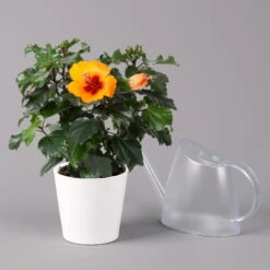 Hibiskus, Graff® 'Petit Orange', Mit Keramiktopf Dallas Weiß, Topf-Ø 13 Cm -Gartenprodukte 0213100227 Hibiscus Petit Orange mit Topf Dallas weiss 3