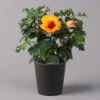 Hibiskus, Graff® 'Petit Orange', Mit Keramiktopf Dallas Anthrazit, Topf-Ø 13 Cm -Gartenprodukte 0213100228 Hibiscus Petit Orange mit Topf Dallas anthrazit 1