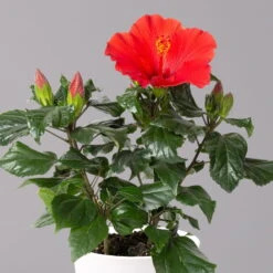 Hibiskus, Rot, Mit Keramiktopf Dallas Weiß, Topf-Ø 13 Cm, 2er-Set 12 Hibiskus, Rot, Mit Keramiktopf Dallas Weiß, Topf-Ø 13 Cm, 2er-Set -Gartenprodukte 0213100229 Hibiscus rot Topf Dallas weiss 2