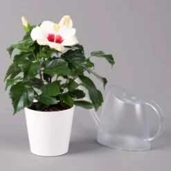 Hibiskus, Weiß, Mit Keramiktopf Dallas Weiß, Topf-Ø 13 Cm, 2er-Set -Gartenprodukte 0213100233 Hibiscus weiss Topf Dallas weiss 3