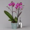 Phalaenopsis Lila, 2 Rispen, Topf-Ø 12 Cm, Höhe Ca. 50 Cm -Gartenprodukte 0215170671 phalaenopsis multi lila 1 122940