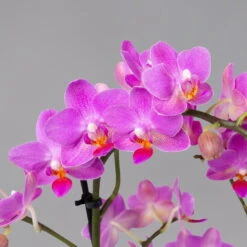 Schmetterlingsorchidee, Inkl. Keramiktopf, Dunkelrosa, Topf-Ø 12 Cm, Höhe 50 Cm -Gartenprodukte 0215170803 multi dark pink merina 2 124048