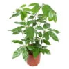 Schefflera Actinophylla 'Amate', Topf-Ø 24 Cm, Höhe Ca. 85 Cm -Gartenprodukte 0220102271 Schefflera actinophylla Amate 24cm T H 85cm