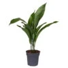 Schusterpalme, Topf-Ø 17 Cm, Höhe Ca. 70 Cm -Gartenprodukte 0220102508 Aspidistra Elatior 17cm T H 70cm