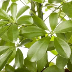 Schefflera Arboricola 'Nora', Topf-Ø 21 Cm, Höhe Ca. 55 Cm -Gartenprodukte 0220106951 Schefflera arbor Nora