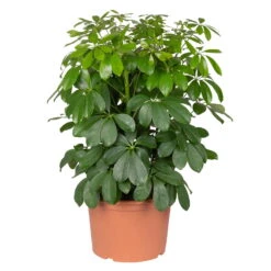 Gartenprodukte 15 Gartenprodukte -Gartenprodukte 0220106951 Schefflera arbor Nora 3er Tuff 21cm T H 55cm
