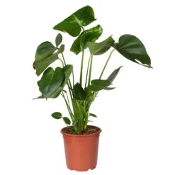 Monstera Deliciosa, Topf-Ø 21 Cm, Höhe Ca. 50-70 Cm -Gartenprodukte 0220107660 Monstera Busch 2