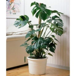 Monstera Deliciosa, Topf-Ø 21 Cm, Höhe Ca. 50-70 Cm -Gartenprodukte 0220107660 Monstera Busch